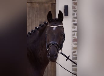 German Riding Pony, Gelding, 6 years, 15 hh, Black