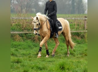 German Riding Pony, Gelding, 6 years, 15 hh, Palomino