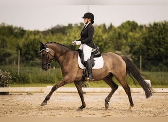 German Riding Pony, Gelding, 6 years, 15 hh, Roan-Blue