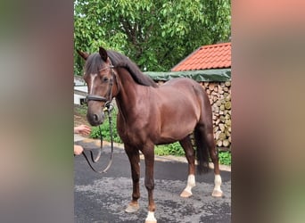 German Riding Pony, Gelding, 6 years, 15,1 hh, Chestnut