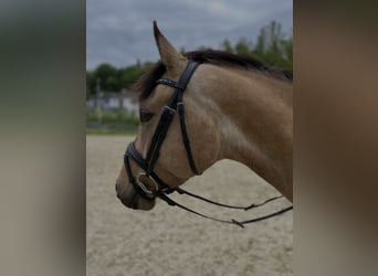 German Riding Pony, Gelding, 6 years, 15,1 hh, Dun