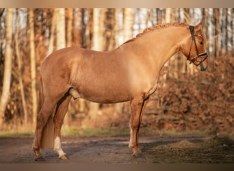 German Riding Pony, Gelding, 6 years, Dun