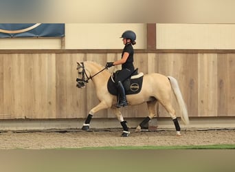 German Riding Pony, Gelding, 7 years, 11.1 hh, Palomino