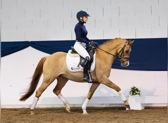 German Riding Pony, Gelding, 7 years, 13.2 hh, Dun