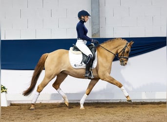 German Riding Pony, Gelding, 7 years, 13.2 hh, Dun