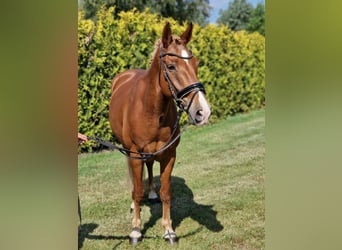 German Riding Pony Mix, Gelding, 7 years, 13.3 hh, Chestnut-Red