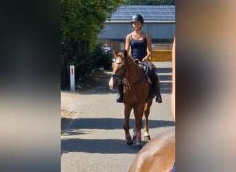 German Riding Pony Mix, Gelding, 7 years, 13.3 hh, Chestnut-Red