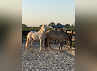 German Riding Pony, Gelding, 7 years, 13.3 hh, Cremello