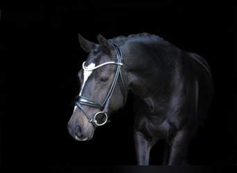 German Riding Pony, Gelding, 7 years, 14.1 hh, Bay-Dark