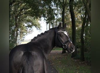 German Riding Pony, Gelding, 7 years, 14.1 hh, Bay-Dark
