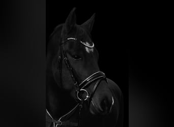 German Riding Pony, Gelding, 7 years, 14.1 hh, Brown