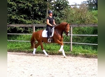 German Riding Pony, Gelding, 7 years, 14.1 hh, Chestnut-Red
