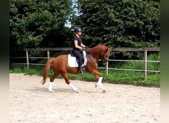 German Riding Pony, Gelding, 7 years, 14.1 hh, Chestnut-Red