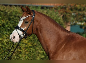 German Riding Pony, Gelding, 7 years, 14.1 hh, Chestnut-Red