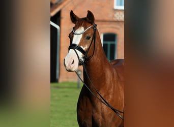 German Riding Pony, Gelding, 7 years, 14.1 hh, Chestnut-Red