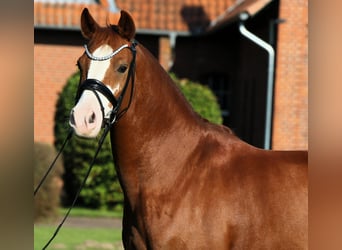 German Riding Pony, Gelding, 7 years, 14.1 hh, Chestnut-Red