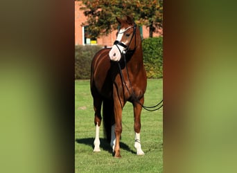 German Riding Pony, Gelding, 7 years, 14.1 hh, Chestnut-Red