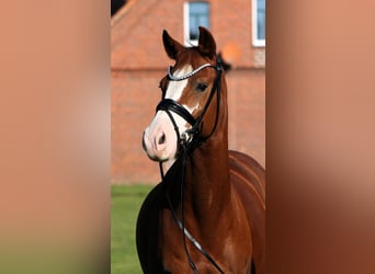 German Riding Pony, Gelding, 7 years, 14.1 hh, Chestnut-Red