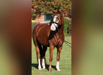 German Riding Pony, Gelding, 7 years, 14.1 hh, Chestnut-Red