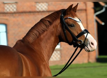 German Riding Pony, Gelding, 7 years, 14.1 hh, Chestnut-Red