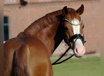 German Riding Pony, Gelding, 7 years, 14.1 hh, Chestnut-Red