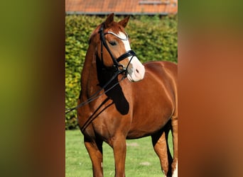 German Riding Pony, Gelding, 7 years, 14.1 hh, Chestnut-Red