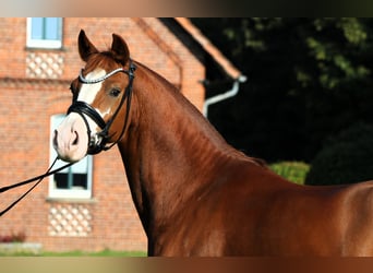 German Riding Pony, Gelding, 7 years, 14.1 hh, Chestnut-Red