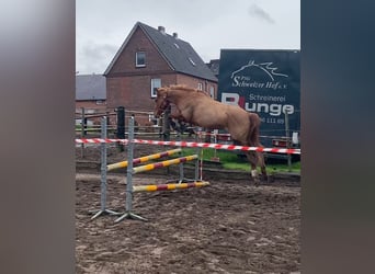 German Riding Pony, Gelding, 7 years, 14.1 hh, Chestnut