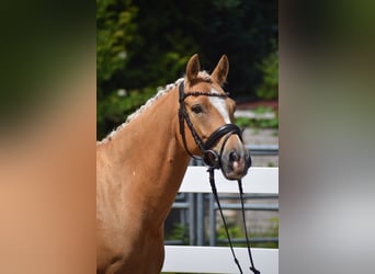 German Riding Pony, Gelding, 7 years, 14.1 hh, Palomino