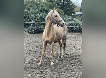 German Riding Pony, Gelding, 7 years, 14,1 hh, Palomino