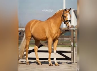German Riding Pony, Gelding, 7 years, 14.1 hh, Palomino