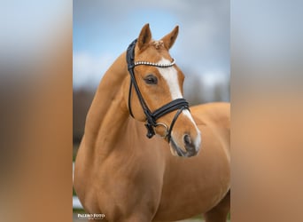 German Riding Pony, Gelding, 7 years, 14.1 hh, Palomino