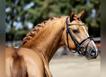 Deutsches Reitpony, Wallach, 7 Jahre, 14,1 hh, Red Dun