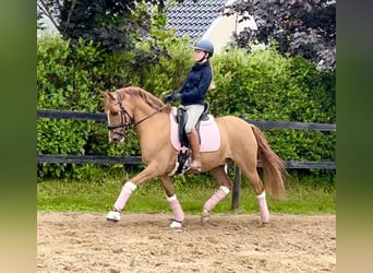 Deutsches Reitpony, Wallach, 7 Jahre, 14,1 hh, Red Dun