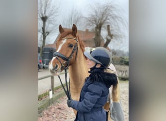 Deutsches Reitpony, Wallach, 7 Jahre, 14,1 hh, Red Dun