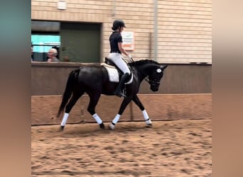 German Riding Pony, Gelding, 7 years, 14.2 hh, Black