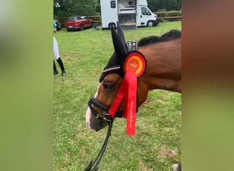 German Riding Pony, Gelding, 7 years, 14.2 hh, Brown