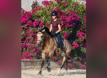 German Riding Pony, Gelding, 7 years, 14.2 hh, Buckskin