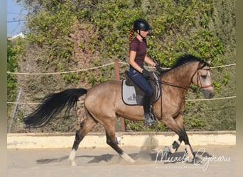 German Riding Pony, Gelding, 7 years, 14.2 hh, Buckskin