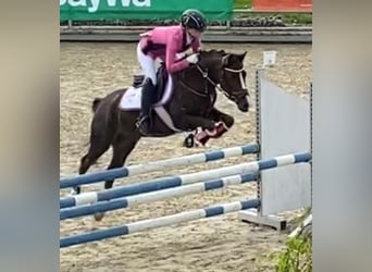 German Riding Pony, Gelding, 7 years, 14,2 hh, Chestnut