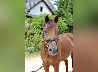 German Riding Pony, Gelding, 7 years, 14,2 hh, Chestnut