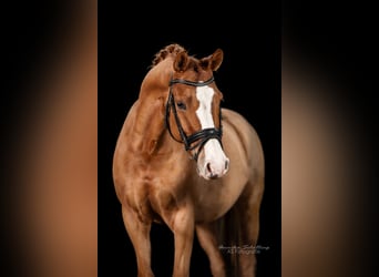 German Riding Pony, Gelding, 7 years, 14.2 hh, Chestnut-Red