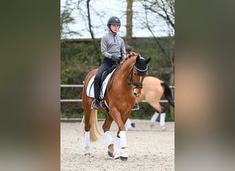 German Riding Pony, Gelding, 7 years, 14.2 hh, Chestnut-Red