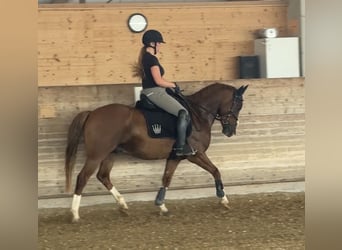 German Riding Pony, Gelding, 7 years, 14.2 hh, Chestnut-Red