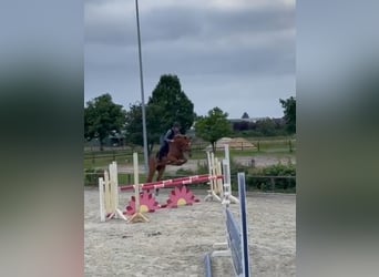 German Riding Pony, Gelding, 7 years, 14.2 hh, Chestnut-Red