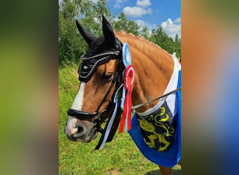 German Riding Pony, Gelding, 7 years, 14,2 hh, Dun