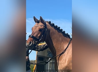 German Riding Pony, Gelding, 7 years, 14.2 hh, Dun
