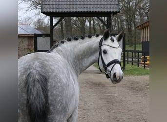 German Riding Pony, Gelding, 7 years, 14.2 hh, Grey