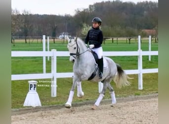 German Riding Pony, Gelding, 7 years, 14.2 hh, Grey
