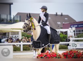 German Riding Pony, Gelding, 7 years, 14.2 hh, Palomino